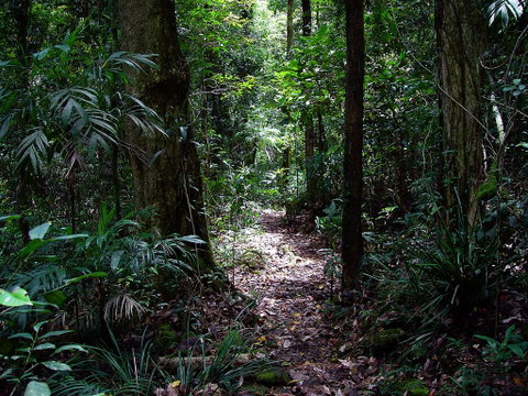 Springbrook Lyrebird Retreat - Nambucca Heads Accommodation 0