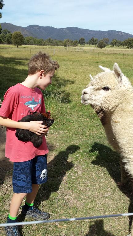 Starline Alpacas Farmstay Resort - Nambucca Heads Accommodation 3
