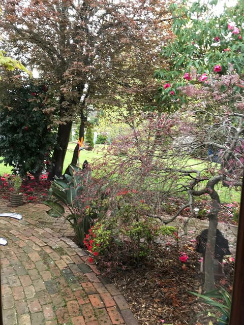 Stony Rise Cottage B&B - Nambucca Heads Accommodation 1