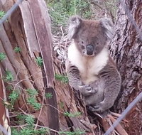 Stringybark Hills Retreat - Nambucca Heads Accommodation