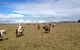 Susan River Homestead - thumb 0