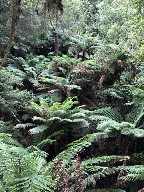 Corinna Wilderness Village - Nambucca Heads Accommodation 12