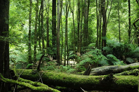 Corinna Wilderness Village - Nambucca Heads Accommodation 37