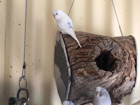 Blue Wren Bungalow - Nambucca Heads Accommodation 12