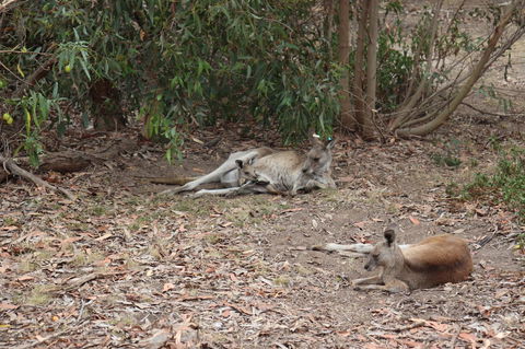Great Ocean Road Resort - Nambucca Heads Accommodation 17
