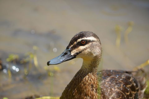 Tasman Holiday Parks - Merool On The Murray - Nambucca Heads Accommodation 42