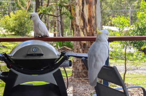 Blue Ridge Retreat - Nambucca Heads Accommodation 3
