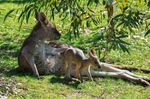 Blue Ridge Retreat - Nambucca Heads Accommodation 9