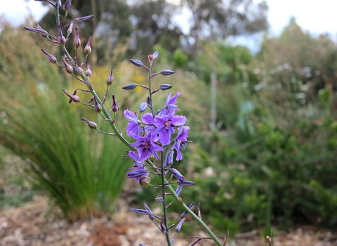 The Chocolate Lily Bed & Breakfast - Nambucca Heads Accommodation 3