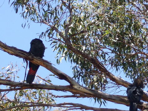 Wanderers Rest Of Kangaroo Island - Nambucca Heads Accommodation 2