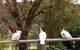 Australian Home Away @ Wonga Park Brushy Creek - thumb 20