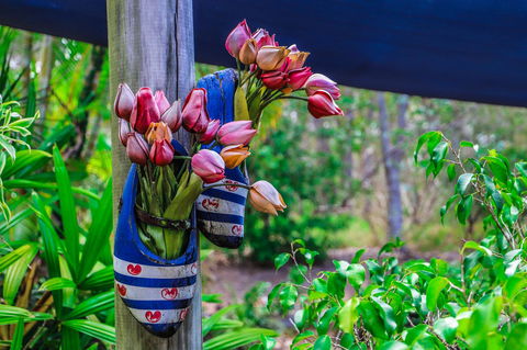 Cool Bananas Backpackers - Nambucca Heads Accommodation 26
