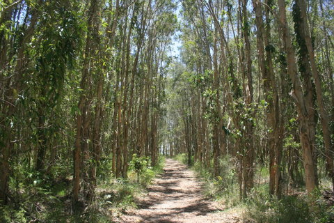 Lake Weyba Noosa Lodge & Kangaroos - Nambucca Heads Accommodation 39