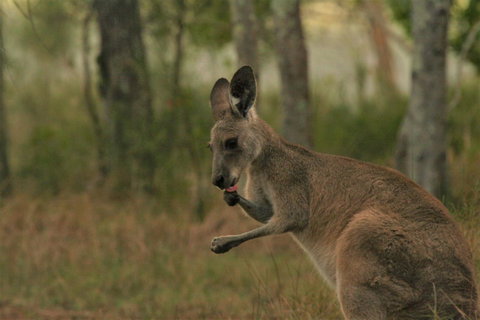 Lake Weyba Noosa Lodge & Kangaroos - Nambucca Heads Accommodation 43