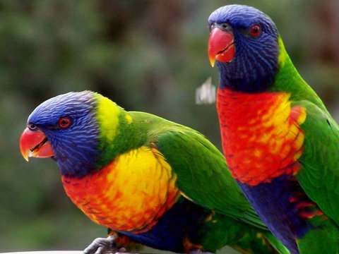 Lake Weyba Noosa Lodge & Kangaroos - Nambucca Heads Accommodation 12