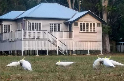 Lake Weyba Noosa Lodge & Kangaroos - Nambucca Heads Accommodation 20