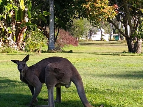 Lake Weyba Noosa Lodge & Kangaroos - Nambucca Heads Accommodation 24