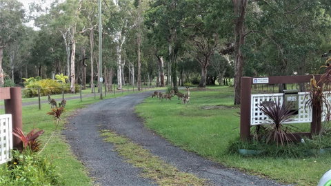 Lake Weyba Noosa Lodge & Kangaroos - Nambucca Heads Accommodation 42