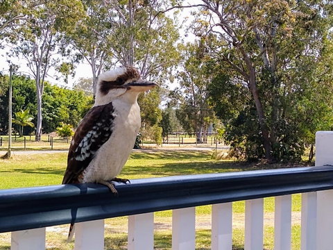 Lake Weyba Noosa Lodge & Kangaroos - Nambucca Heads Accommodation 18
