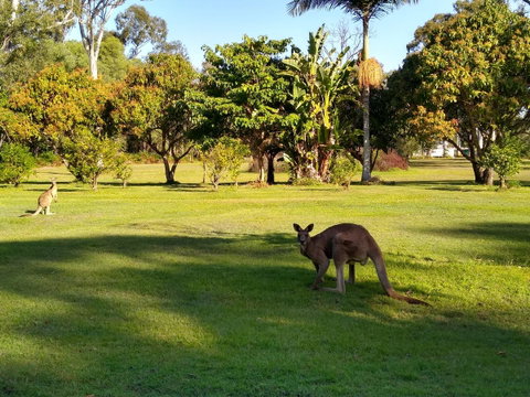Lake Weyba Noosa Lodge & Kangaroos - Nambucca Heads Accommodation 8