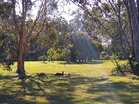 Lake Weyba Noosa Lodge & Kangaroos - Nambucca Heads Accommodation 4