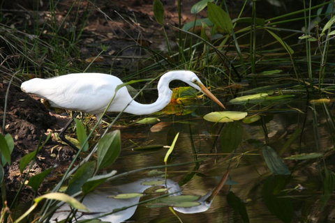Lake Weyba Noosa Lodge & Kangaroos - Nambucca Heads Accommodation 33