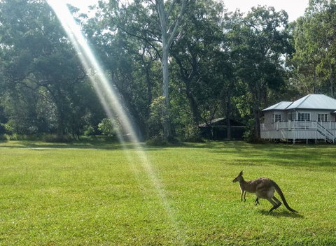 Lake Weyba Noosa Lodge & Kangaroos - Nambucca Heads Accommodation 26