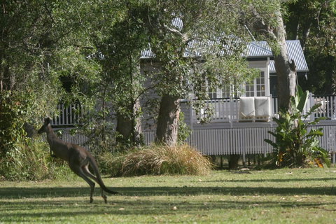 Lake Weyba Noosa Lodge & Kangaroos - Nambucca Heads Accommodation 31