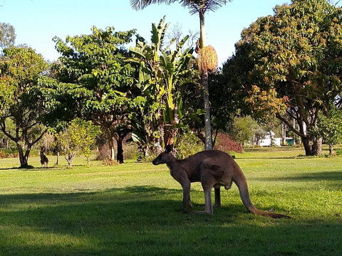 Lake Weyba Noosa Lodge & Kangaroos - Nambucca Heads Accommodation 35