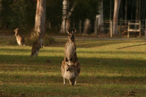 Lake Weyba Noosa Lodge & Kangaroos - Nambucca Heads Accommodation 16