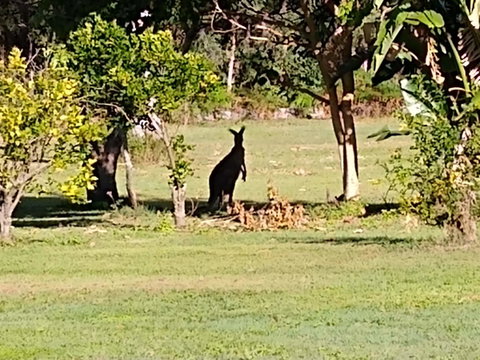 Lake Weyba Noosa Lodge & Kangaroos - Nambucca Heads Accommodation 29
