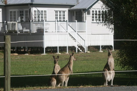 Lake Weyba Noosa Lodge & Kangaroos - Nambucca Heads Accommodation 28