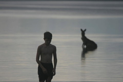 Lake Weyba Noosa Lodge & Kangaroos - Nambucca Heads Accommodation 37