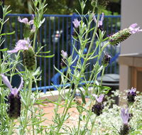 Surfers Beach Resort One - Nambucca Heads Accommodation