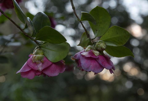 Bower 63 - Nambucca Heads Accommodation 21