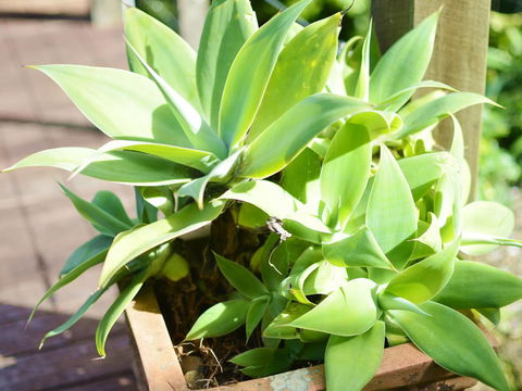 Apple Tree Cottage Montville - Nambucca Heads Accommodation 13