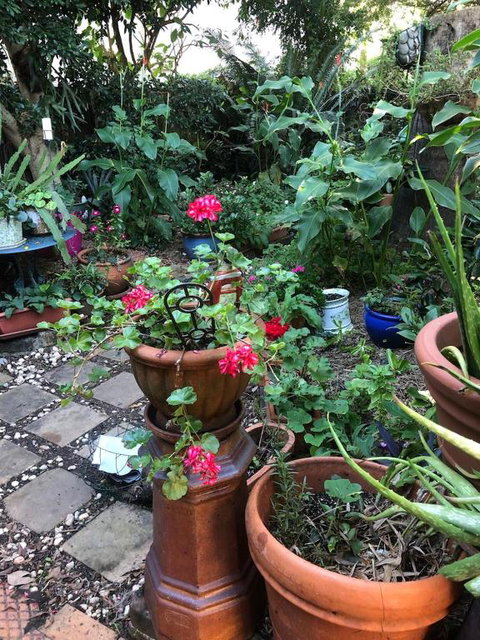 Historic Secluded Garden Cottage - Nambucca Heads Accommodation 2