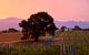 Hounds Run Vineyard - Tiny House In The Grampians - thumb 0