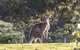 Alkina Lodge - Great Ocean Road - thumb 3