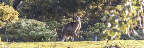 Alkina Lodge - Great Ocean Road - Nambucca Heads Accommodation 3