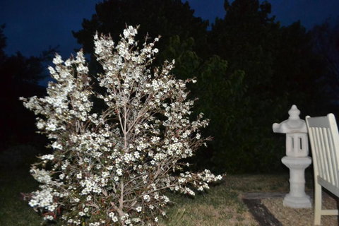 Mulberry Cottage Unique B&B Accommodation - Nambucca Heads Accommodation 3