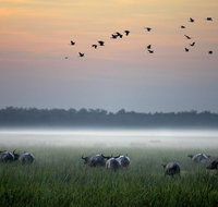Bamurru Plains