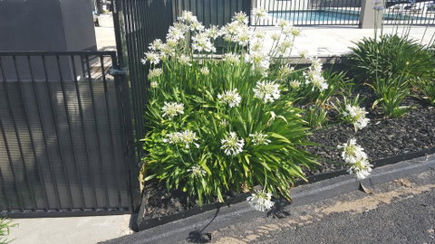 Bathurst Gold Panner - Nambucca Heads Accommodation 1