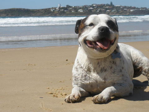 Safety Beach Ocean Bungalows - Nambucca Heads Accommodation 1