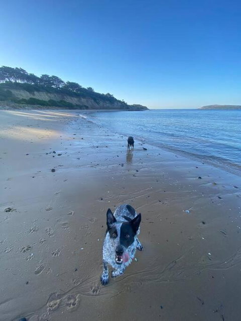 Salty Paws Dog Friendly Luxe Cottage - Nambucca Heads Accommodation 3