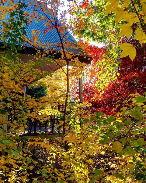 Birches Luxury Spa Chalets - Nambucca Heads Accommodation 3