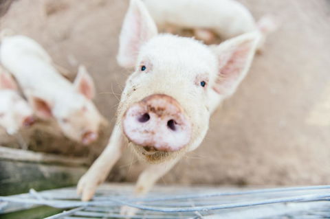 Blackwattle Farm - Nambucca Heads Accommodation 2