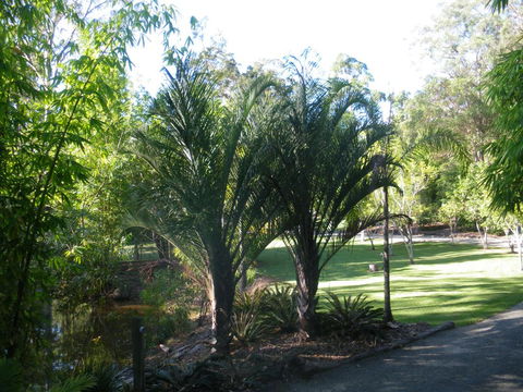 BoBRENE On Tamborine Nude Retreat - Quaint Cottage - Nambucca Heads Accommodation 2
