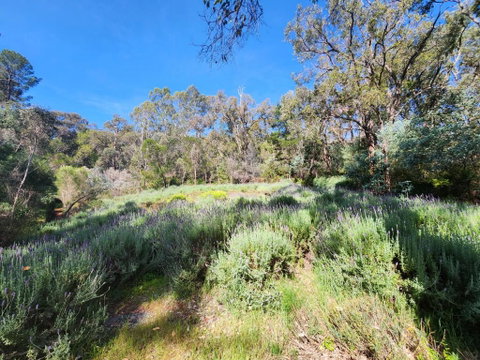 The Lavender Patch - Nambucca Heads Accommodation 3