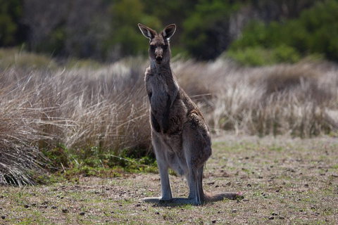 Great Ocean Road Tour With Lunch - Nambucca Heads Accommodation 1